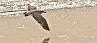 young seagull in flight over the beach