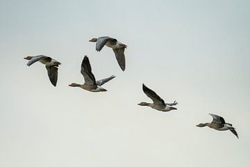 Grauwe ganzen boven Texel