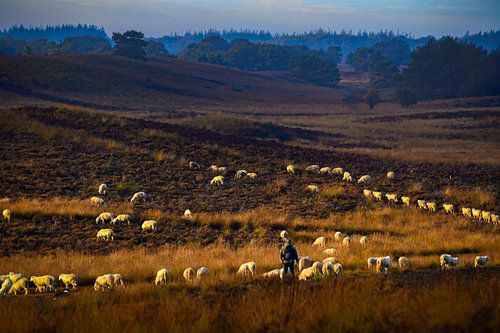 Netherlands - Veluwe - Shepherd with his flock