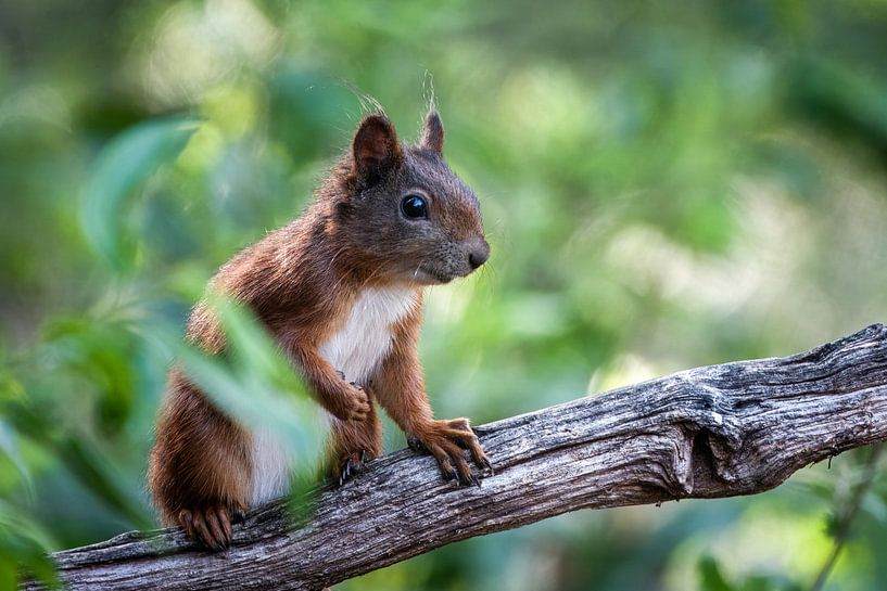 Curious squirrel by Wilma Hoeve