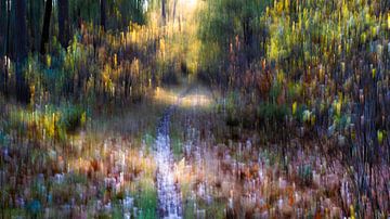 herfst in ulvenhouts bos van Peter Smeekens