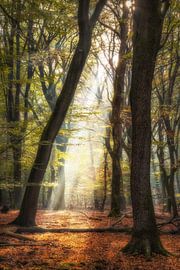 Automne sur Jeroen Linnenkamp