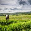 Cow in the meadow, cow in the field by Corrine Ponsen