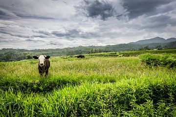 Koe in de wei, cow in the field van Corrine Ponsen