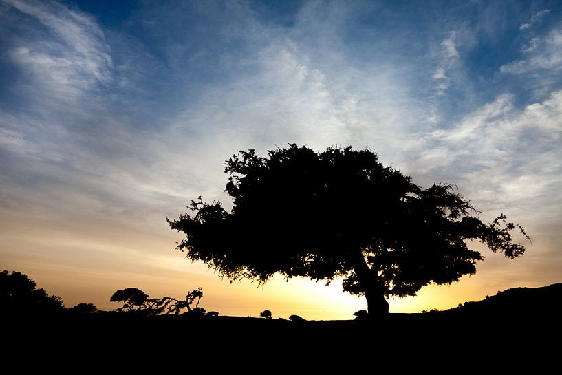 Tree at sunset by Dennis Claessens