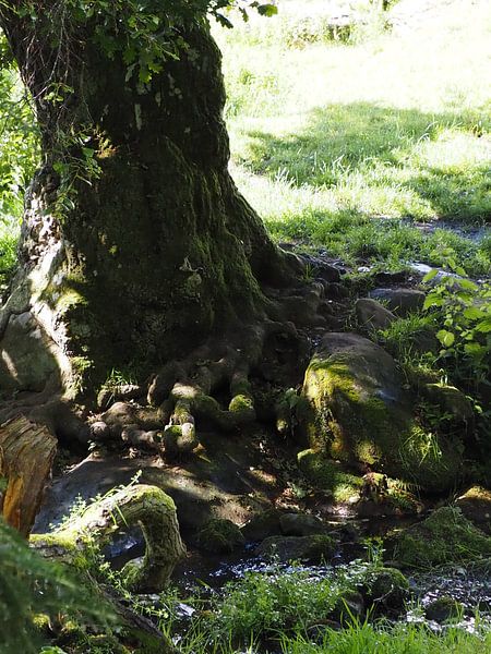 Baum am Bach von Annie Lausberg-Pater