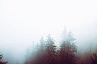 Neblige Wälder von Walljar Miniaturansicht