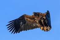 Zeearend op jacht in de lucht van Sjoerd van der Wal Fotografie thumbnail