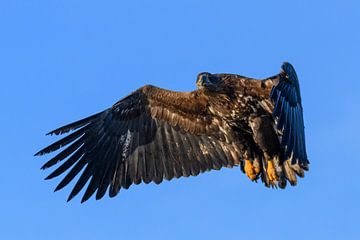 White-tailed eagle hunting in the sky