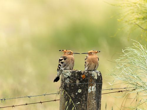 Hoppen volwassenen en een jong
