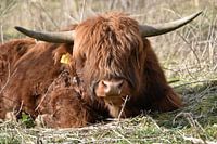 Schotse Hooglander