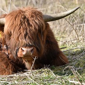 Scottish Highlander by Patricia van den Bos