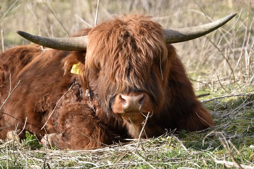 Schotse Hooglander van Patricia van den Bos