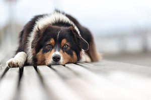 Australian Shepherd van Annett Mirsberger