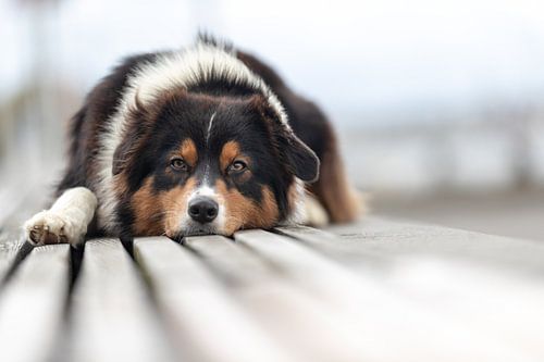 Australian Shepherd