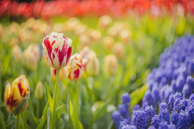 Tulipes et raisins bleus dans le paysage par Andy Luberti