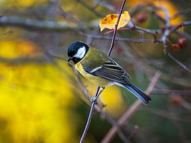Close-up of a great tit