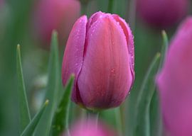 Tulpen van Jose Reijinga