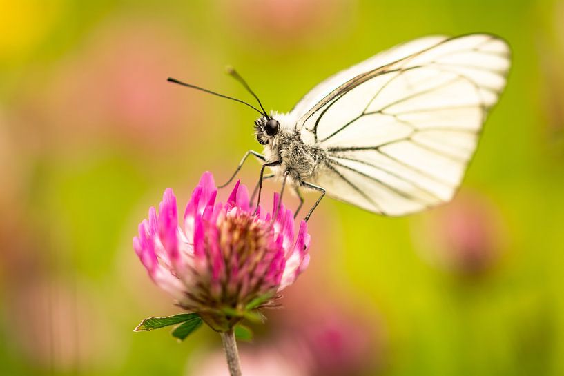 Baumweißling by Alena Holtz