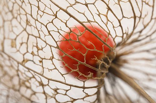 Abstractie: De structuur van een lampionnetje