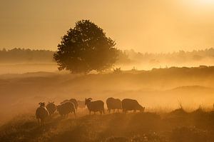 Gouden zonsopkomst.