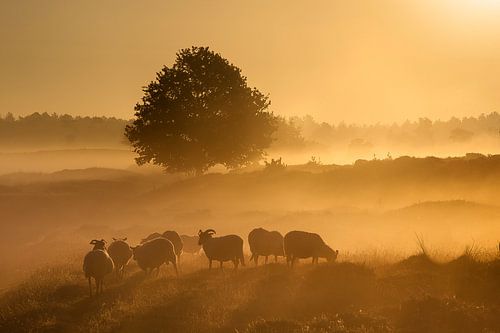 Gouden zonsopkomst. von Piet Haaksma