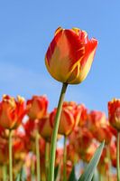 The Banja Luka Tulip