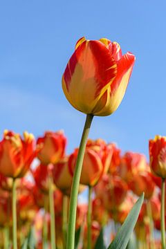 De Banja Luka Tulp van Alex Hoeksema