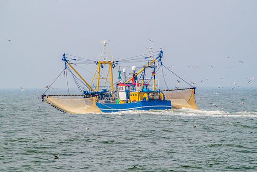 Krabkotter op de Noordzee