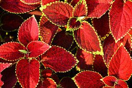 Prachtige Rode bloemen