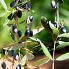 Zwarte olijven aan een tak in Puglia van Bianca ter Riet