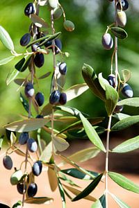 Schwarze Oliven in Apulien