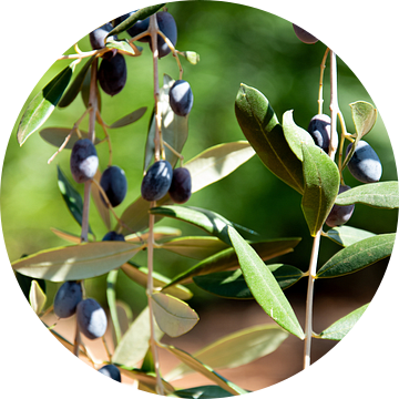 Zwarte olijven aan een tak in Puglia