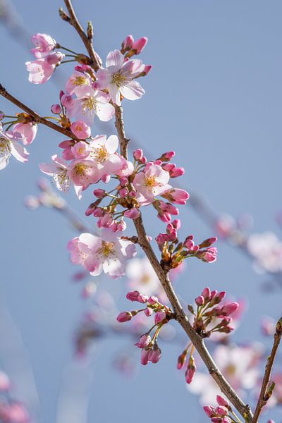 Fleur de printemps par Marian Sintemaartensdijk