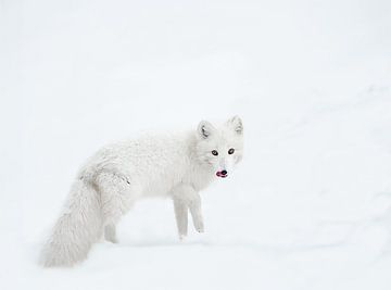 Renard arctique dans la neige