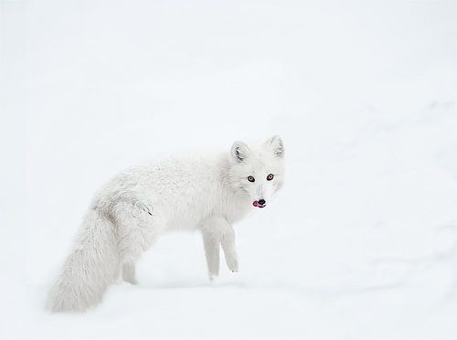 Renard arctique dans la neige sur Gladys Klip