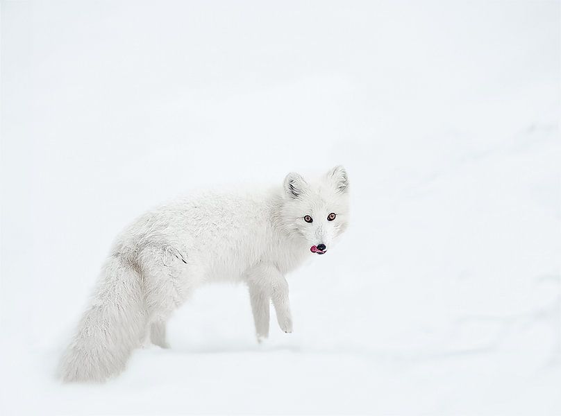 Polarfuchs im Schnee von Gladys Klip