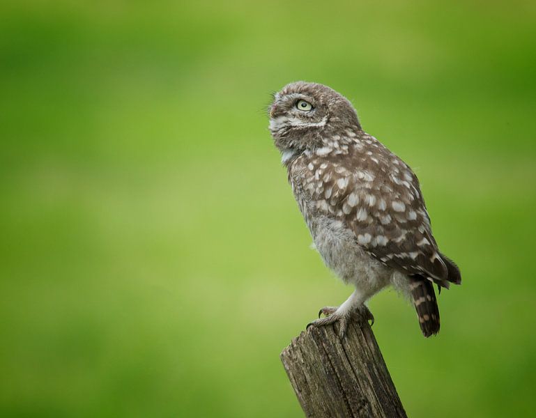 Stone owl by Eveline Lenderink