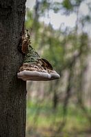 Elfenbank auf Baumstamm