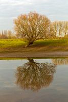 boom gespiegeld in het water