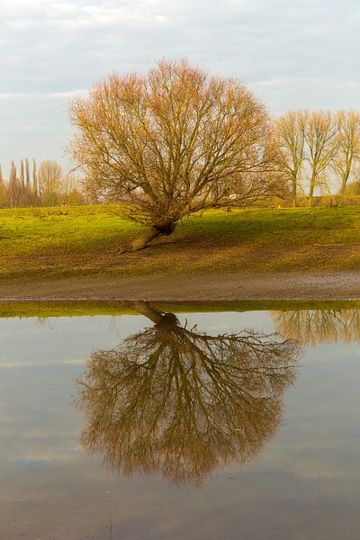 boom gespiegeld in het water by Bernadet Gribnau