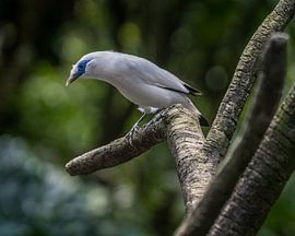 A Balearic starling in the tree
