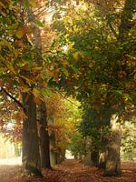 Herfst kleuren