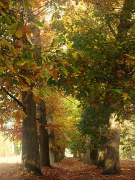 Autumn colours sur Pieter Heymeijer