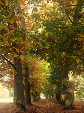 Herfst kleuren van Pieter Heymeijer