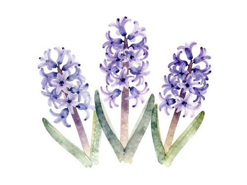 Three purple hyacinths