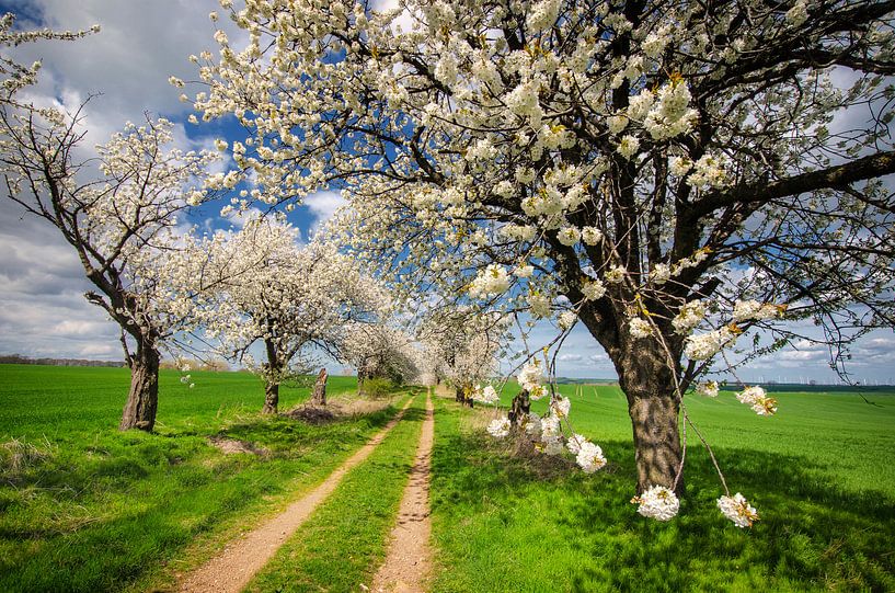 Kersenbomen van Steffen Gierok