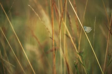 Vlinder: icarusblauwtje (Polyommatus icarus) aan een rietstengel