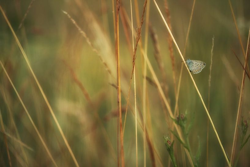 Butterfly: icarus blue (Polyommatus icarus) on a reed by Moetwil en van Dijk - Fotografie