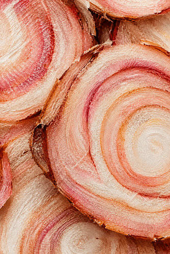 Galangal Rings - Indonesia -  Natural Abstract